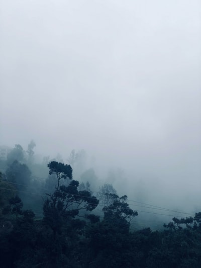 白天的绿树下白色的天空
